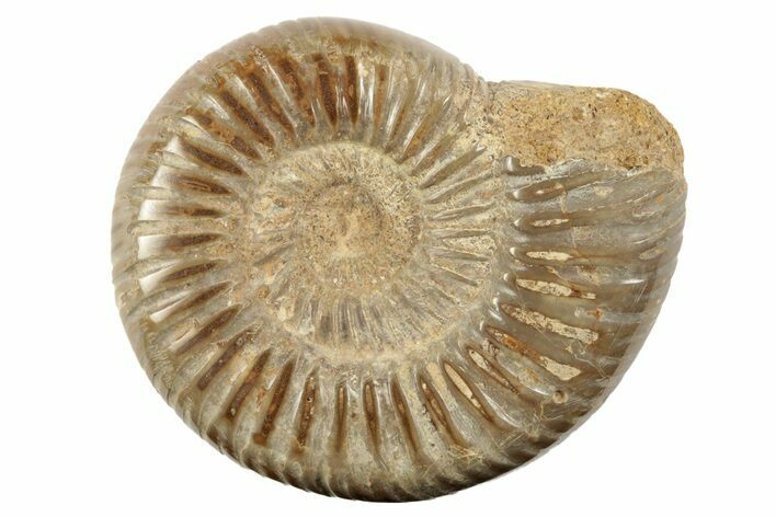 2" Polished Perisphinctes Ammonite Fossils - Madagascar - Photo 1